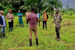 Rice Field visit by DDA, DIST. APD officer, DIST. Accountant, DIST. NADMO Director,PPRS Officer at atwereboana
