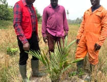 DDA AND DIST. CROP  OFFICER FIELD VISIT ON AN OIL PALM FARM AT LAYWERKROM