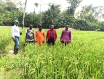 PPRSD SEED INSPECTOR,DDA AND DIST. CROP OFFICER MONITORING THE FIELD OF A SEED GROWER AT DWENDAMA