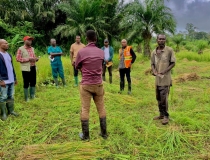 Rice Field visit by DDA, DIST. APD officer, DIST. Accountant, DIST. NADMO Director,PPRS Officer at atwereboana