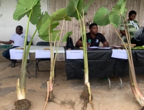 Taro Field Day at Amudurase