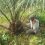 ADANSI BOSU IN THE ADANSI SOUTH DISTRICT TO ASSESS A THREE-YEAR-OLD TRANSPLANTED OIL PALM PLANTATION