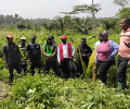 ADANSI SOUTH DISTRICT BY OFFICERS FROM THE AGRICULTURE DEPARTMENT OF THE DISTRICT ASSEMBLY AS PART OF ROUTINE AGRICULTURAL MONITORING AND EXTENSION SERVICE DELIVERY