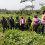 ADANSI SOUTH DISTRICT BY OFFICERS FROM THE AGRICULTURE DEPARTMENT OF THE DISTRICT ASSEMBLY AS PART OF ROUTINE AGRICULTURAL MONITORING AND EXTENSION SERVICE DELIVERY